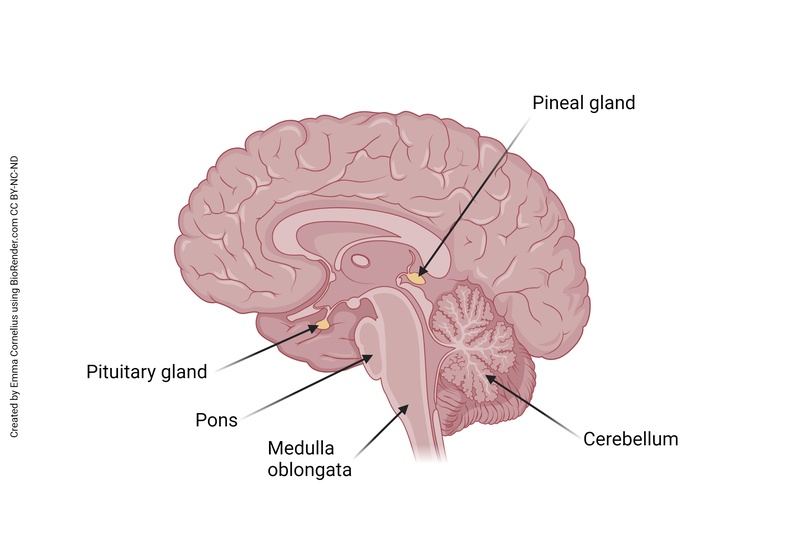 Anatomical diagram showing the location of the pineal gland in the human brain relative to the pituitary gland