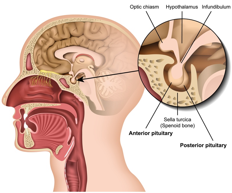 Anatomical diagram of the pituitary gland