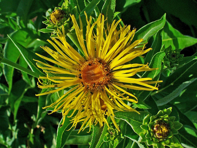 Elecampane Flower