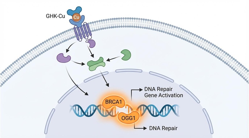 DNA Repair Mechanism